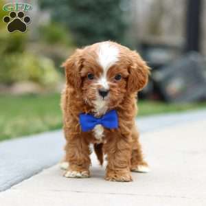 Archie, Cavapoo Puppy